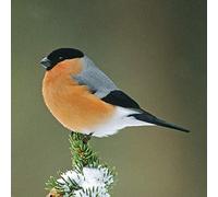 Bullfinch Bird greeting card which plays bird sound when opened