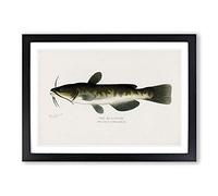Bullhead Fish by Sherman F. Denton Framed Print | A2 Black Framed Wall Art | Ready to Hang | Modern Animal Picture | Living Room Bedroom Lounge Office