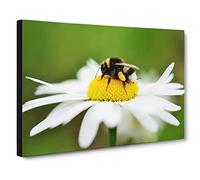 Bumble Bee White Daisy Canvas Print | Gallery Wrapped 30mm Frame Wall Art | 24x16 inches | Ready to Hang | Modern Animals Picture | Living Room Bedroom Lounge Office