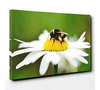 Bumble Bee White Daisy Canvas Print | Gallery Wrapped 30mm Frame Wall Art | 30x20 inches | Ready to Hang | Modern Animals Picture | Living Room Bedroom Lounge Office