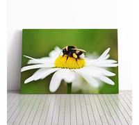 Bumble Bee White Daisy Canvas Print | Gallery Wrapped 30mm Frame Wall Art | 30x20 inches | Ready to Hang | Modern Animals Picture | Living Room Bedroom Lounge Office