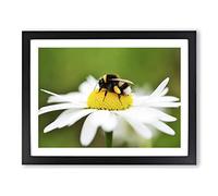 Bumble Bee White Daisy Modern Framed Print | A3 Black Framed Wall Art | Ready to Hang | Modern Floral Picture | Living Room Bedroom Lounge Office