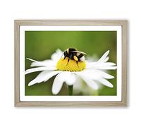 Bumble Bee White Daisy Modern Framed Print | A3 Oak Framed Wall Art | Ready to Hang | Modern Floral Picture | Living Room Bedroom Lounge Office