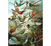 Bumblebeaver NATURE ART BIOLOGY BIRD HUMMING ERNST HAECKEL GERMANY VINTAGE POSTER PRINT 12x16 inch 30x40cm 865PY