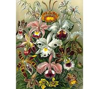 Bumblebeaver NATURE ART ERNST HAECKEL PLANT FLOWER BIOLOGY GERMANY VINTAGE POSTER PRINT 12x16 inch 30x40cm 870PY