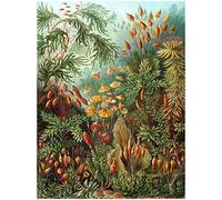 Bumblebeaver NATURE ART ERNST HAECKEL SEA PLANT BIOLOGY GERMANY VINTAGE POSTER PRINT 12x16 inch 30x40cm 872PY