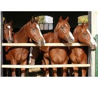 Buohwiwe Mural Wallpaper Animals Horses, 3D Effect Panoramic Photo Wallpaper Farm Horses Non-Woven Murals 430x300 cm Art Print Wall Poster Mural Bedrooms Living Room Modern Decoration q.6494