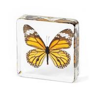 BURLOE 2, Real Insect Butterfly Specimens, Natural Butterfly in Resin Specimen Beetle Preserved Taxidermy Collection Paperweight