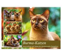 Burmese cats. The charisma and grace of these fascinating velvet paws UK-Version (Wall Calendar 2026 DIN A3 Landscape), CALVENDO 12 Month Wall Calendar