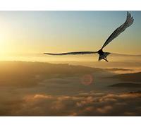 Burning Bright: Avian Adaptations for Flight