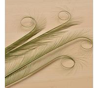 Burnt Curled Eyelash Effect Feather Double Pheasant Tails Motif Feather Mount for Millinery Hats Craft Florists Art