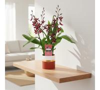 Burra Barrocco Red 3-4 Stem Ceramic Dolomite Horiz Pot Size 12 Cm Height 50 Heavenly Bamboo Indoor Houseplant