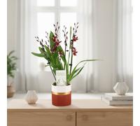 Burra Barrocco Red 5-6 Stem Ceramic Dolomite Horiz Pot Size 12 Cm Height 50 Heavenly Bamboo Indoor Houseplant