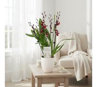 Burra Barrocco Red 5-6 Stem Ceramic Lotte E Pot Size 12 Cm Height 50 Heavenly Bamboo Indoor Houseplant