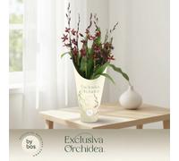 Burra Barrocco Red 7 Stem Potcover Pot Size 12 Cm Height 65 Heavenly Bamboo Indoor Houseplant