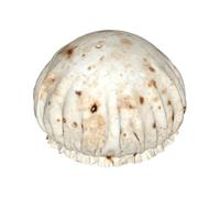 Burrito,Shower Cap Nightcap Double Layer Waterproof Elastic Bath Cap Reusable Hair Cap