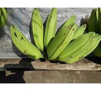 Burro banana X3 - seeded banana - Exotic fruit - Fresh from the Caribbean