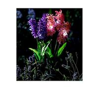 Burwells 2 x Hyacinth Style Solar Stake Lights - Solar Powered Pink & Purple Flower Shaped Lighting Decorations for Patio, Plant Pots, Pathway, Borders - Each Measure H70cm (Including Spikes)