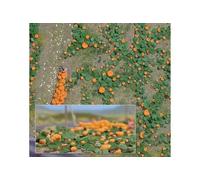 Busch 1201 HO/OO Gauge Pumpkin Field