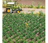 Potato Plants