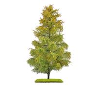 Busch 3817 Larch 210 Mm, Late Summer Two-Colored, New 2026