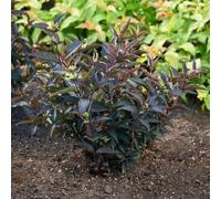 Bush Honeysuckle ‘Magical Dark Delight’. 4L Plant. Dark Leaved Winter Hardy Shrub. Diervilla. Available from Bedwen Plants