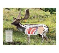 BushWear Fallow Deer Double-Sided Shooting Targets - 4 Pack AO Size (46" x 33"). Anatomical Overlay for Shot Placement Training. Life-Size Paper Deer Targets