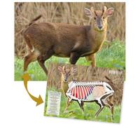 BushWear Muntjac Target Posters (4 Pack)