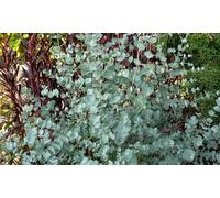 Bushy Eucalyptus Gunnii Azura Plant: Two