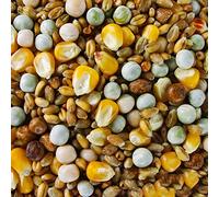 BusyBeaks Four Seasons Pigeon Corn | Premium Grade Natural Food Mix | Rich in Nutritious Oils Vitamins and Minerals | Perfect Year-Round Wild Bird Seed Feed | High in Protein Energy & Fibre (5kg)
