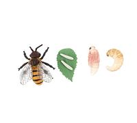 BUTIFULSIC Artificial Honey Bee Growth Model of Educational Figurines for Environmental Protection Material Vivid Insect Life Cycle Learning Playthings
