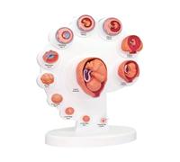 BuTkus 4D Fetal Model - The Fetus Uterine Embryo Development Model - Fetus Organ Growth Process Model
