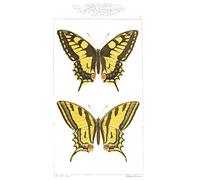 Butterflies Black and Yellow Large Wall Art Print Canvas Premium Poster