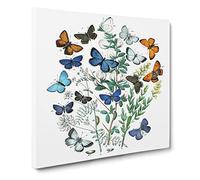 Butterflies & Moths by W.F. Kirby Canvas Print | Gallery Wrapped 30mm Frame Wall Art | 20x20 inches | Ready to Hang | Modern Picture | Living Room Bedroom Lounge Office