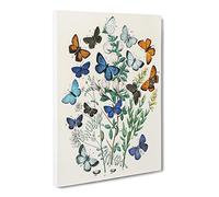 Butterflies & Moths By W.F. Kirby Canvas Print | Gallery Wrapped 30mm Frame Wall Art | 30x20 inches | Ready to Hang | Retro Picture | Living Room Bedroom Lounge Office