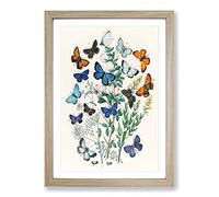 Butterflies & Moths by W.F. Kirby Framed Print | A2 Oak Framed Wall Art | Ready to Hang | Modern Nature Picture | Living Room Bedroom Lounge Office