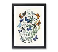 Butterflies & Moths By W.F. Kirby Vintage Framed Print | A2 Black Framed Wall Art | Ready to Hang | Classic Nature Picture | Living Room Bedroom Lounge Office