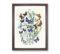 Butterflies & Moths By W.F. Kirby Vintage Framed Print | A3 Walnut Framed Wall Art | Ready to Hang | Classic Nature Picture | Living Room Bedroom Lounge Office