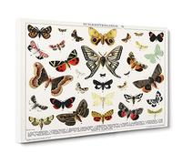 Butterflies & Moths Canvas Print | Gallery Wrapped 30mm Frame Wall Art | 24x16 inches | Ready to Hang | Modern Picture | Living Room Bedroom Lounge Office
