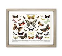 Butterflies & Moths Vintage Framed Print | A2 Oak Framed Wall Art | Ready to Hang | Classic Nature Picture | Living Room Bedroom Lounge Office