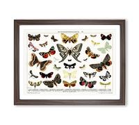 Butterflies & Moths Vintage Framed Print | A3 Walnut Framed Wall Art | Ready to Hang | Classic Nature Picture | Living Room Bedroom Lounge Office