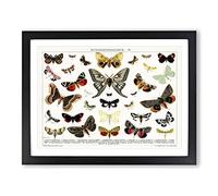 Butterflies & Moths Vintage Framed Print | A4 Black Framed Wall Art | Ready to Hang | Classic Nature Picture | Living Room Bedroom Lounge Office