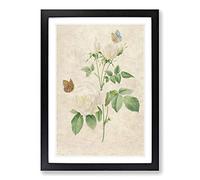 Butterflies & White Roses by Pierre-Joseph Redoute Framed Print | A2 Black Framed Wall Art | Ready to Hang | Modern Nature Picture | Living Room Bedroom Lounge Office