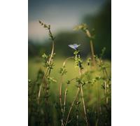Butterfly-Adult 2000-Piece Wooden Puzzle Boards, Classic Challenge, Impossible 14 years+