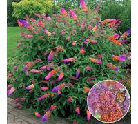 Butterfly Bush 'Flower Power' Healthy Mixed Colour Buddleia Shrub In 17Cm Pot