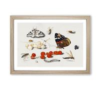 Butterfly Caterpillar and Moth by Jan Van Kessel Framed Print | A2 Oak Framed Wall Art | Ready to Hang | Modern Animal Picture | Living Room Bedroom Lounge Office