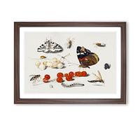 Butterfly Caterpillar and Moth by Jan Van Kessel Framed Print | A2 Walnut Framed Wall Art | Ready to Hang | Modern Animal Picture | Living Room Bedroom Lounge Office