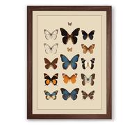 Butterfly Collection Vintage Framed Wall Art Print A2 (59.4×42cm) Walnut, Wall Decor for Living Room, Bedroom, Office & Home, Ready to Hang, Art Gift