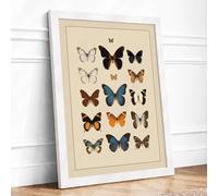Butterfly Collection Vintage Framed Wall Art Print A2 White