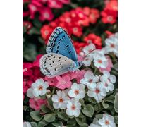 Butterfly Diamond Painting Flower Diamond Art Kits Adults Beginner, DIY Round Full Drill Crystal Art kits, Mosaic Crafts for Adults, Crystal Rhinestone Canvas for Home Wall Decor 12x16 inch, Model710